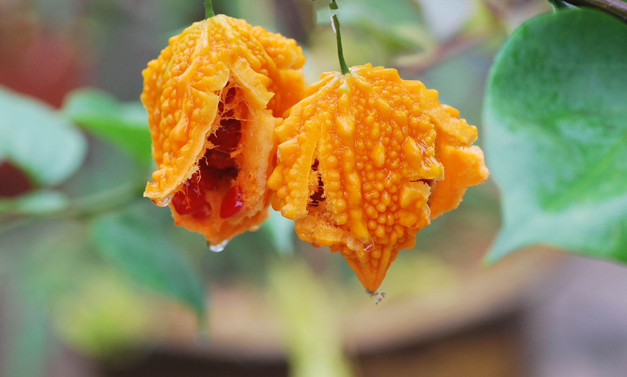 ������������ѡ���ʵ���ǿ�ϣ���ȥ���ǳ��ԣ�������������