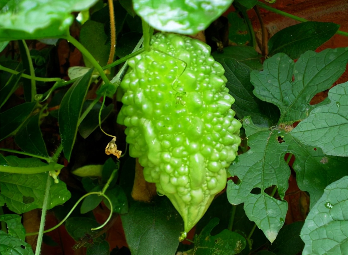 ������������ѡ���ʵ���ǿ�ϣ���ȥ���ǳ��ԣ�������������