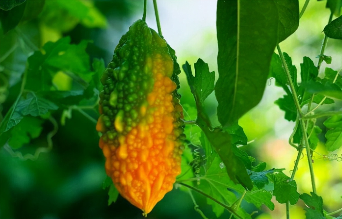 ������������ѡ���ʵ���ǿ�ϣ���ȥ���ǳ��ԣ�������������