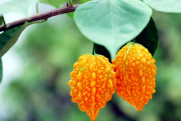 ������������ѡ���ʵ���ǿ�ϣ���ȥ���ǳ��ԣ�������������