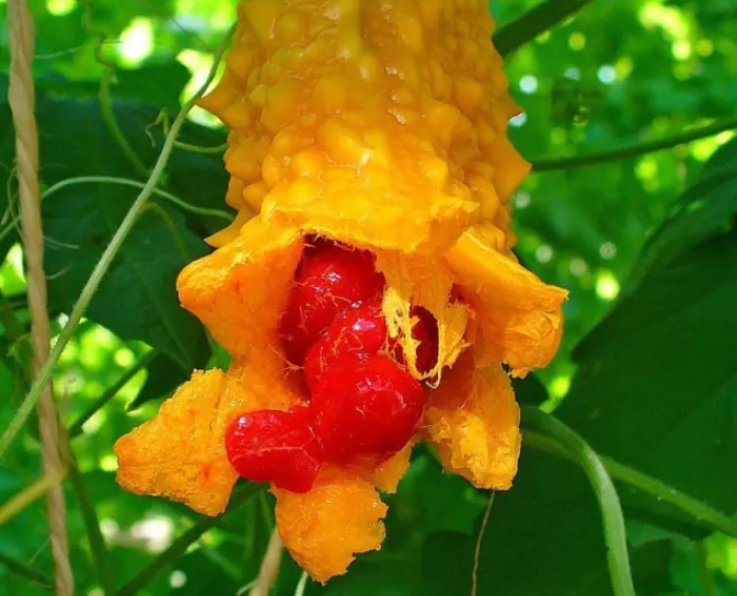 ������������ѡ���ʵ���ǿ�ϣ���ȥ���ǳ��ԣ�������������