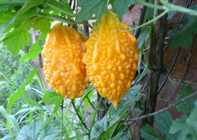 ������������ѡ���ʵ���ǿ�ϣ���ȥ���ǳ��ԣ�������������