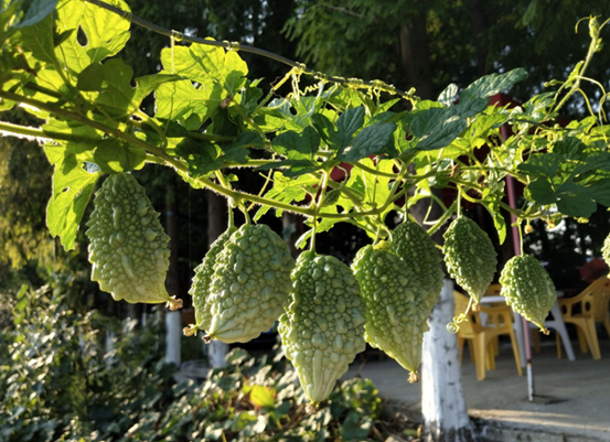 ������������ѡ���ʵ���ǿ�ϣ���ȥ���ǳ��ԣ�������������