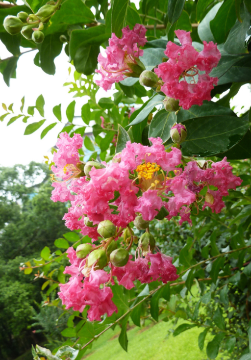 �ʺ�ͥԺ�ֵġ��Ĵ�������������������Ԣ��ã�Ԣ����Զ��ֵ��