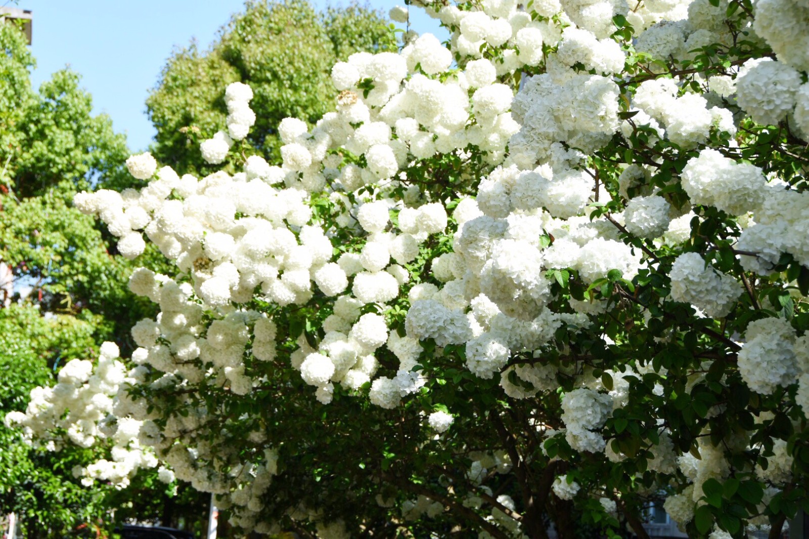 �ʺ�ͥԺ�ֵġ��Ĵ�������������������Ԣ��ã�Ԣ����Զ��ֵ��