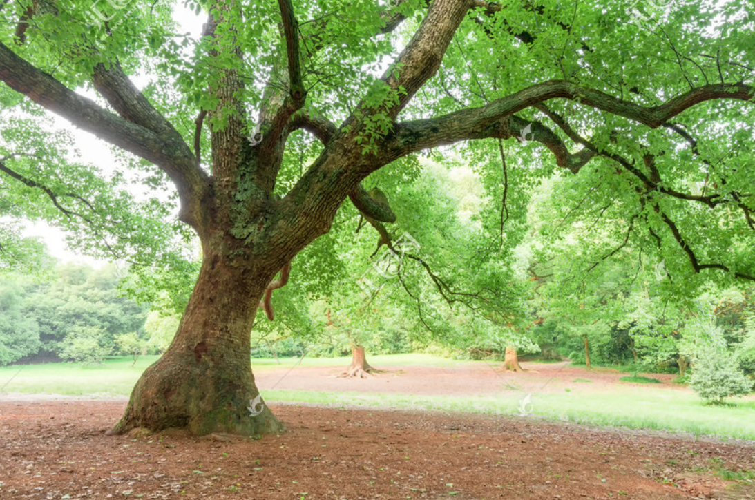 �ʺ�ͥԺ�ֵġ��Ĵ�������������������Ԣ��ã�Ԣ����Զ��ֵ��