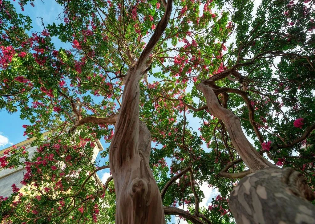 �ʺ�ͥԺ�ֵġ��Ĵ�������������������Ԣ��ã�Ԣ����Զ��ֵ��