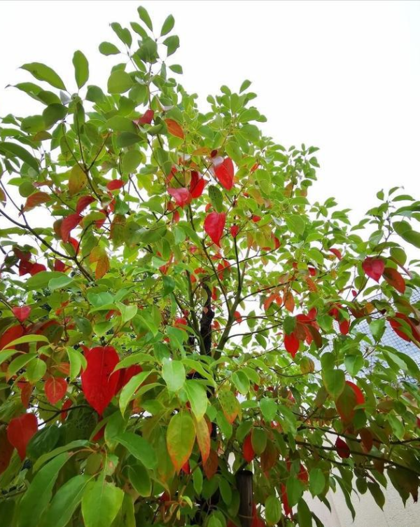 �ʺ�ͥԺ�ֵġ��Ĵ�������������������Ԣ��ã�Ԣ����Զ��ֵ��