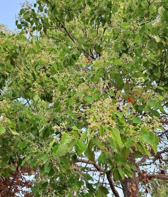 �ʺ�ͥԺ�ֵġ��Ĵ�������������������Ԣ��ã�Ԣ����Զ��ֵ��