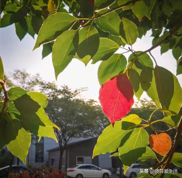 �ʺ�ͥԺ�ֵġ��Ĵ�������������������Ԣ��ã�Ԣ����Զ��ֵ��