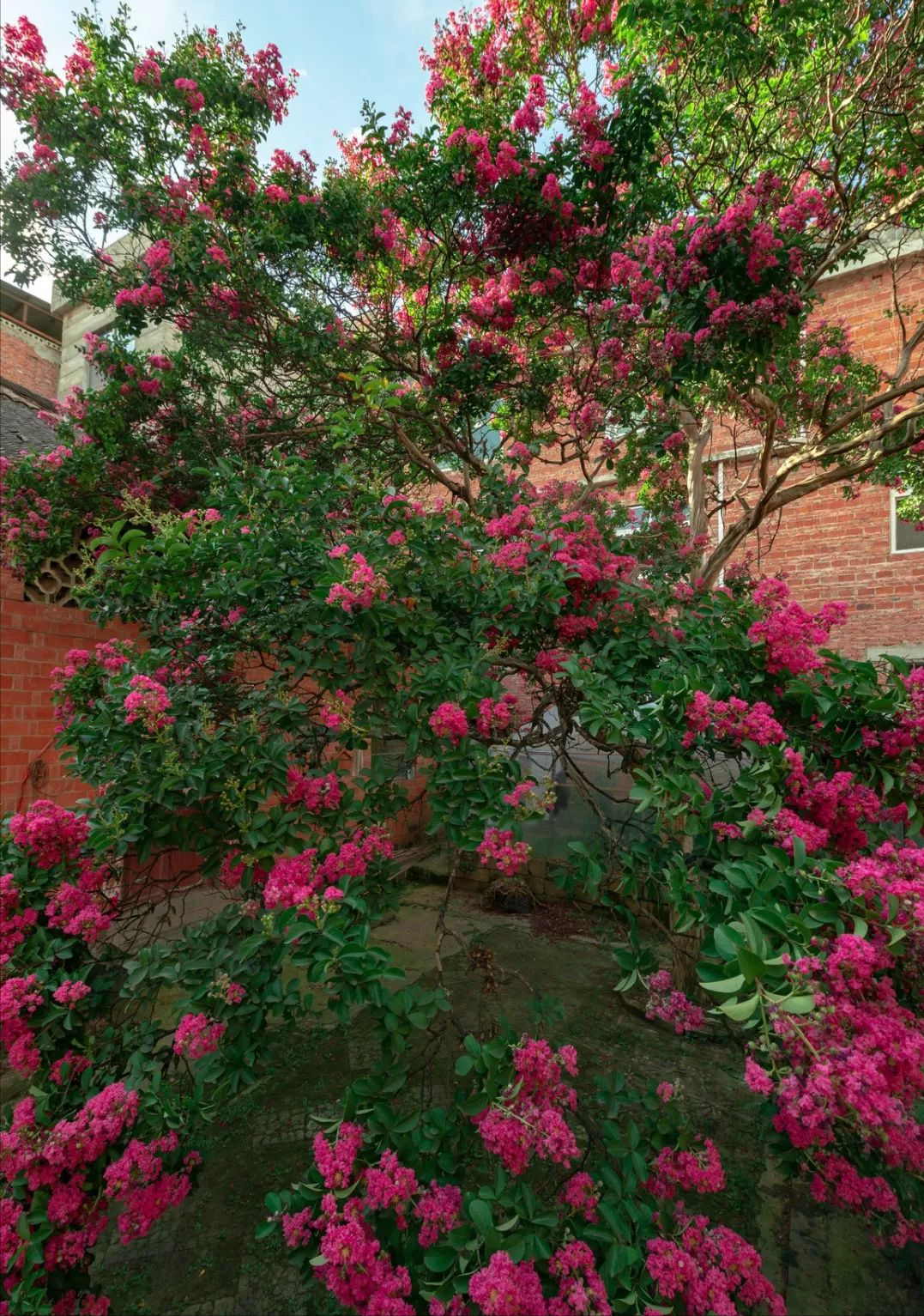 �ʺ�ͥԺ�ֵġ��Ĵ�������������������Ԣ��ã�Ԣ����Զ��ֵ��