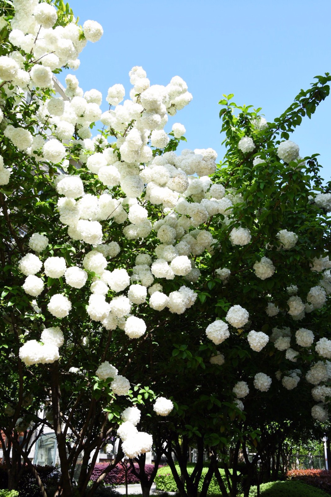 �ʺ�ͥԺ�ֵġ��Ĵ�������������������Ԣ��ã�Ԣ����Զ��ֵ��