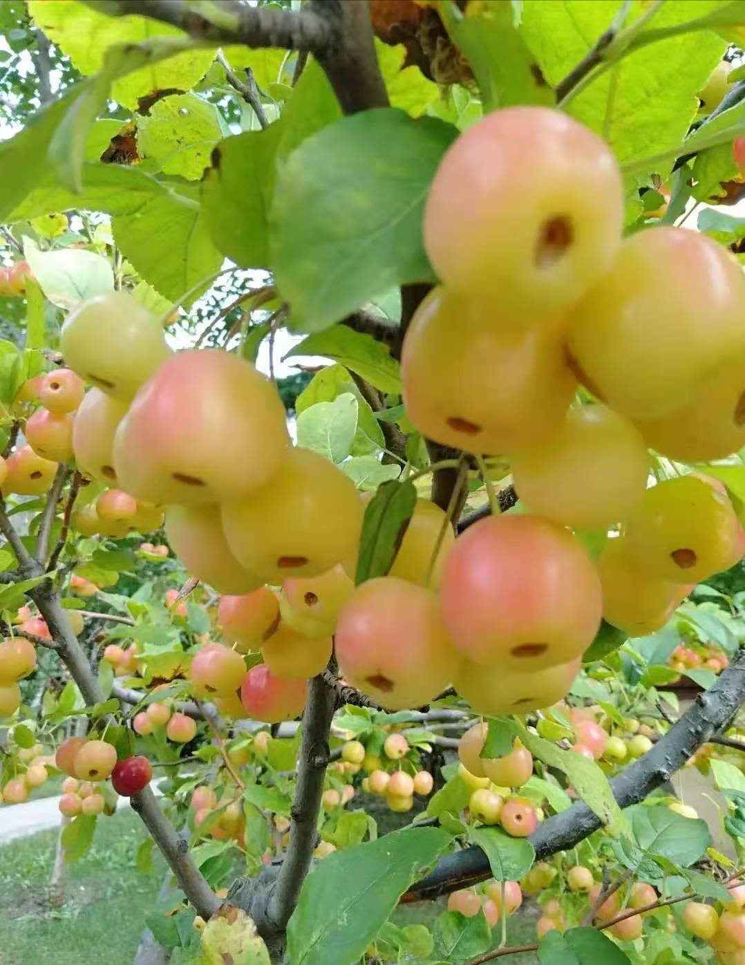 �ʺ�ͥԺ�ֵġ��Ĵ�������������������Ԣ��ã�Ԣ����Զ��ֵ��