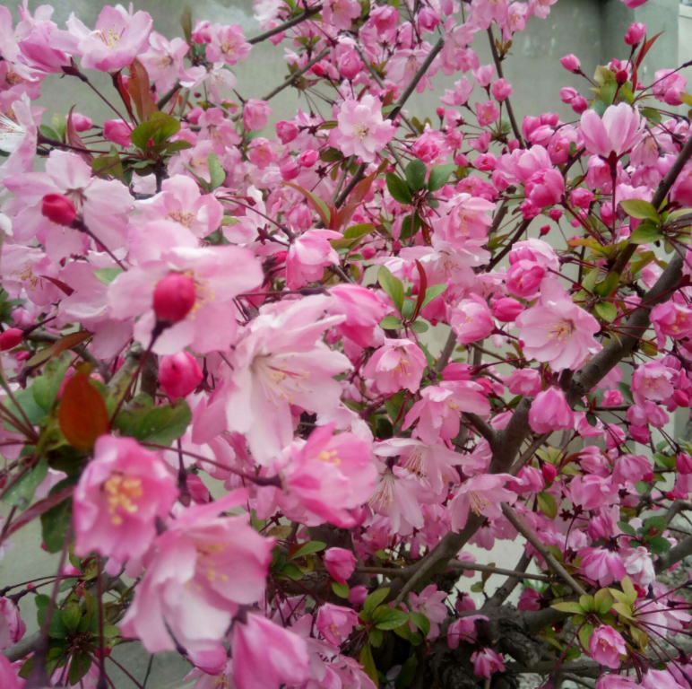 �ʺ�ͥԺ�ֵġ��Ĵ�������������������Ԣ��ã�Ԣ����Զ��ֵ��