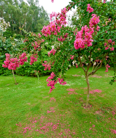 �ʺ�ͥԺ�ֵġ��Ĵ�������������������Ԣ��ã�Ԣ����Զ��ֵ��