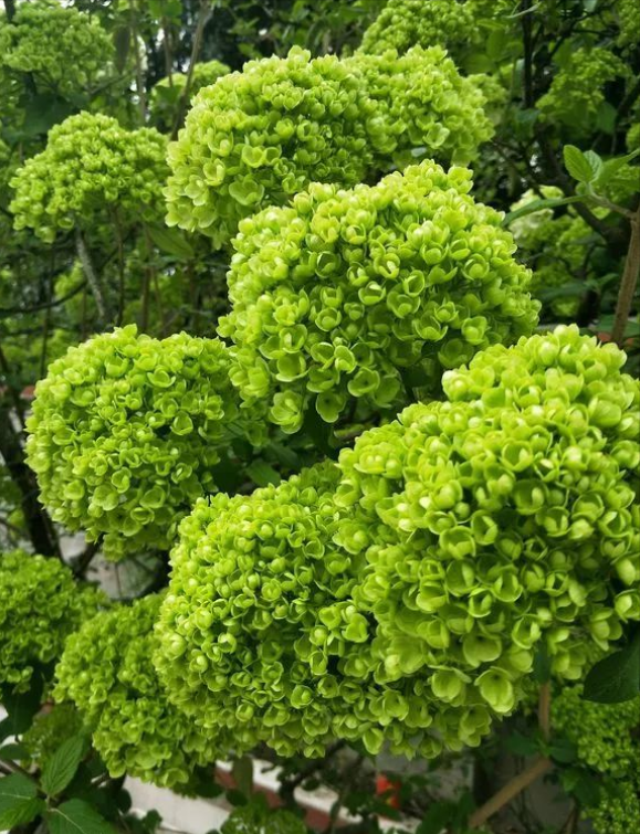 �ʺ�ͥԺ�ֵġ��Ĵ�������������������Ԣ��ã�Ԣ����Զ��ֵ��