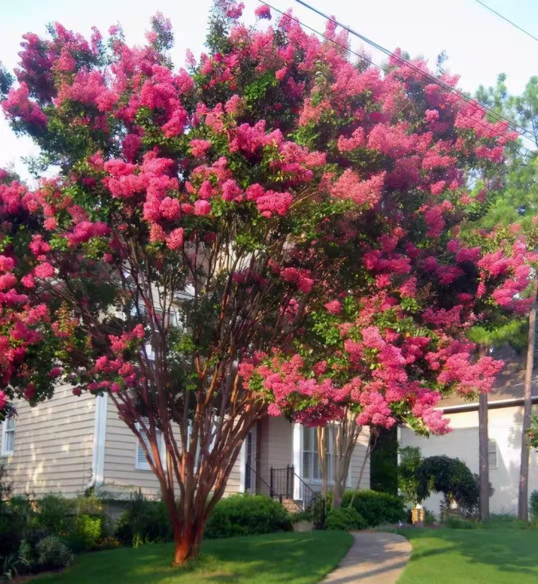 �ʺ�ͥԺ�ֵġ��Ĵ�������������������Ԣ��ã�Ԣ����Զ��ֵ��