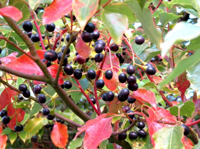 �ʺ�ͥԺ�ֵġ��Ĵ�������������������Ԣ��ã�Ԣ����Զ��ֵ��