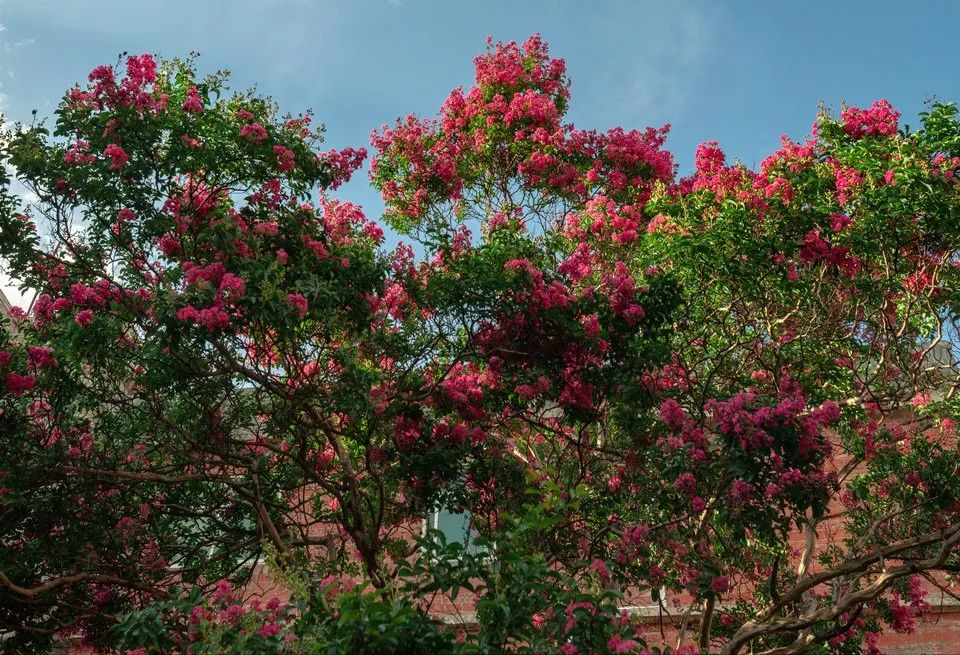 �ʺ�ͥԺ�ֵġ��Ĵ�������������������Ԣ��ã�Ԣ����Զ��ֵ��