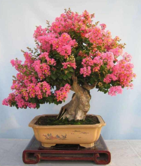 �ʺ�ͥԺ�ֵġ��Ĵ�������������������Ԣ��ã�Ԣ����Զ��ֵ��