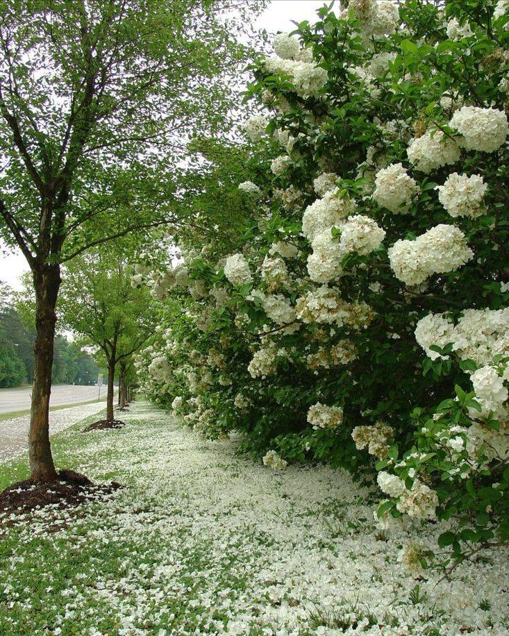 �ʺ�ͥԺ�ֵġ��Ĵ�������������������Ԣ��ã�Ԣ����Զ��ֵ��