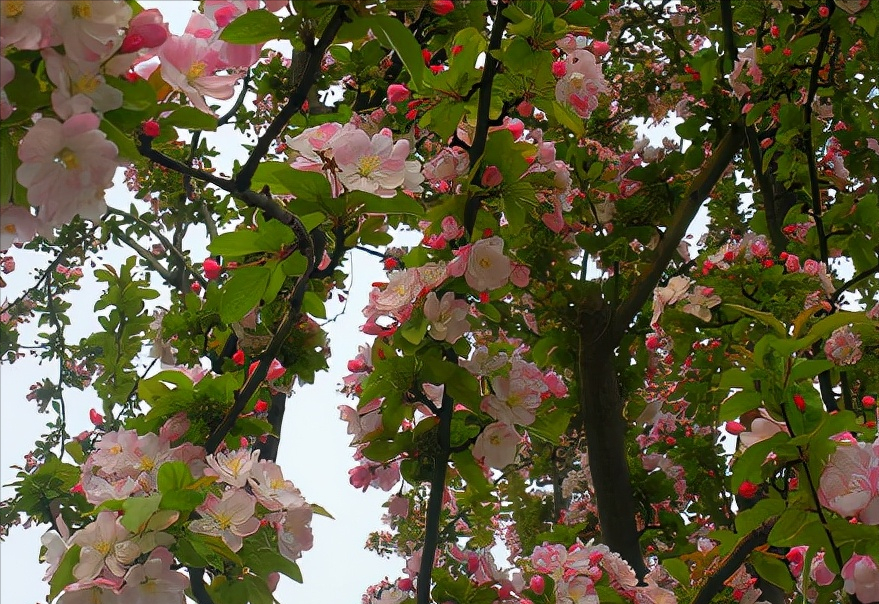 �ʺ�ͥԺ�ֵġ��Ĵ�������������������Ԣ��ã�Ԣ����Զ��ֵ��