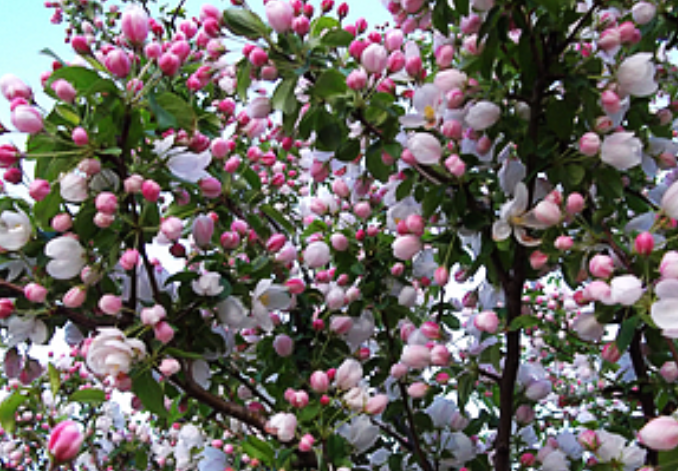 �ʺ�ͥԺ�ֵġ��Ĵ�������������������Ԣ��ã�Ԣ����Զ��ֵ��