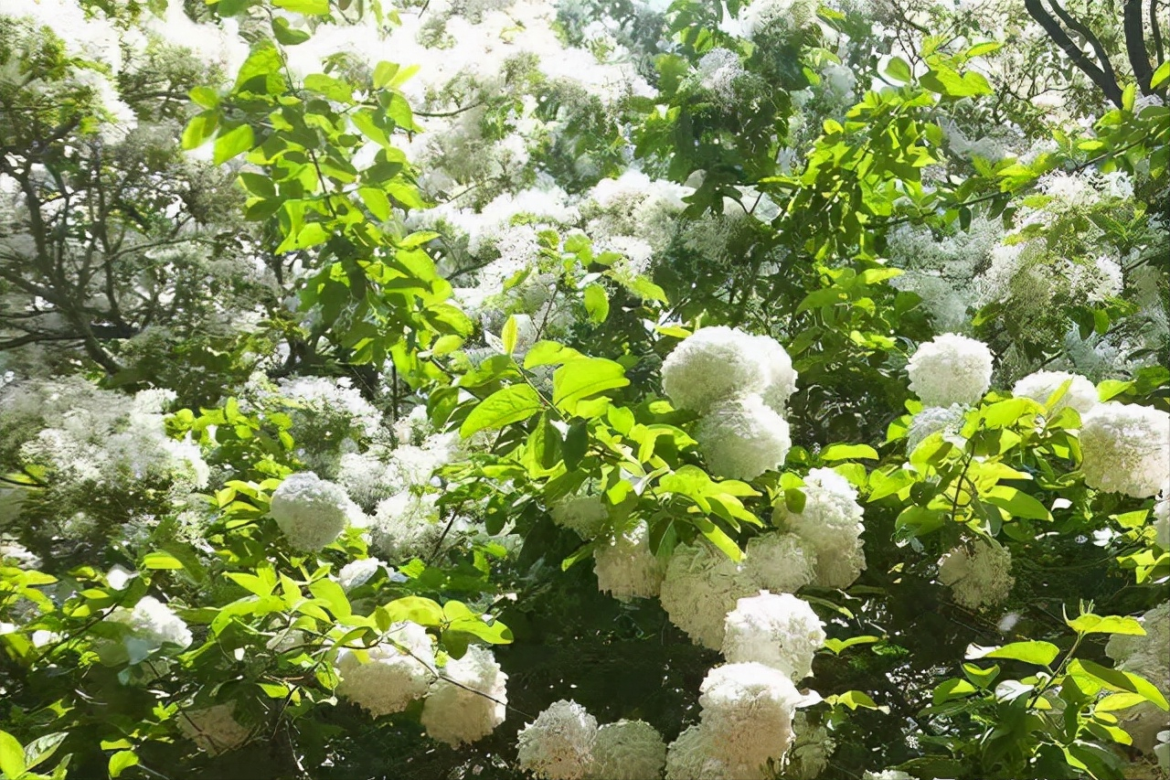 �ʺ�ͥԺ�ֵġ��Ĵ�������������������Ԣ��ã�Ԣ����Զ��ֵ��