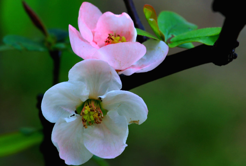 �ʺ�ͥԺ�ֵġ��Ĵ�������������������Ԣ��ã�Ԣ����Զ��ֵ��