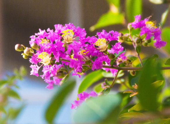 �ʺ�ͥԺ�ֵġ��Ĵ�������������������Ԣ��ã�Ԣ����Զ��ֵ��