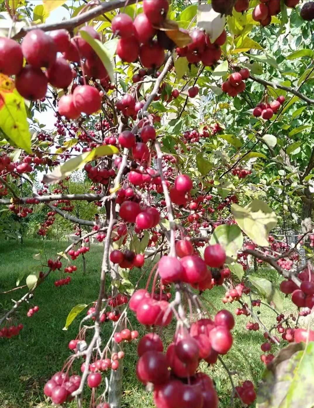 �ʺ�ͥԺ�ֵġ��Ĵ�������������������Ԣ��ã�Ԣ����Զ��ֵ��