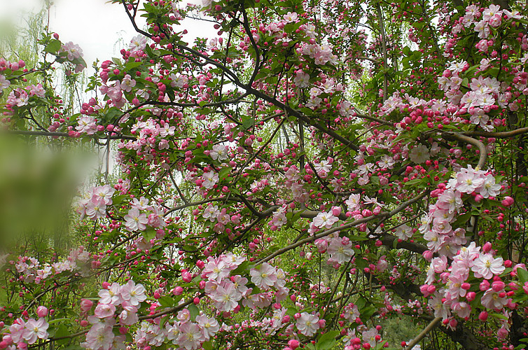 �ʺ�ͥԺ�ֵġ��Ĵ�������������������Ԣ��ã�Ԣ����Զ��ֵ��