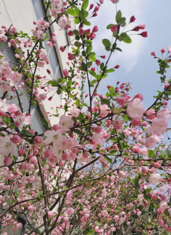 �ʺ�ͥԺ�ֵġ��Ĵ�������������������Ԣ��ã�Ԣ����Զ��ֵ��