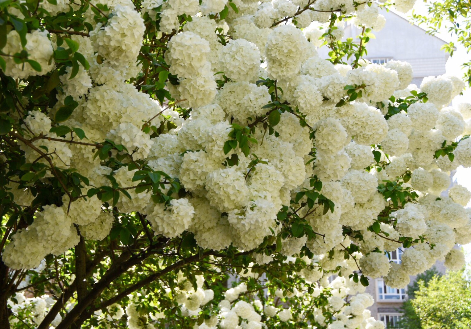 �ʺ�ͥԺ�ֵġ��Ĵ�������������������Ԣ��ã�Ԣ����Զ��ֵ��