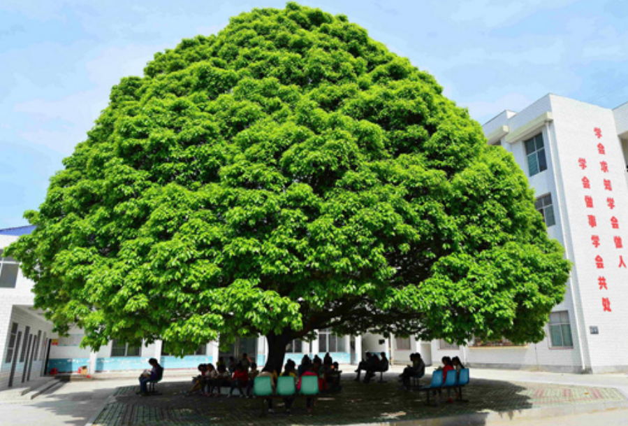 �ʺ�ͥԺ�ֵġ��Ĵ�������������������Ԣ��ã�Ԣ����Զ��ֵ��