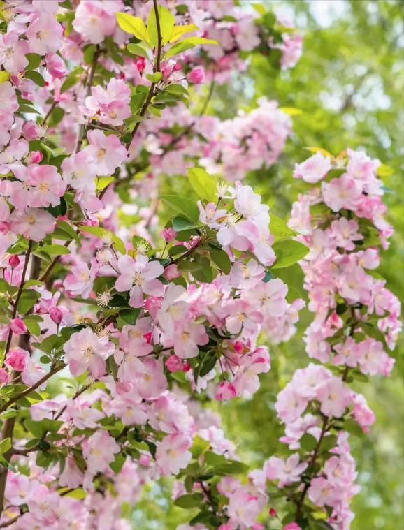 �ʺ�ͥԺ�ֵġ��Ĵ�������������������Ԣ��ã�Ԣ����Զ��ֵ��