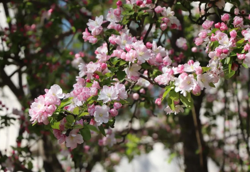 �ʺ�ͥԺ�ֵġ��Ĵ�������������������Ԣ��ã�Ԣ����Զ��ֵ��