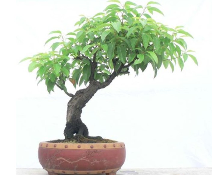 �ʺ�ͥԺ�ֵġ��Ĵ�������������������Ԣ��ã�Ԣ����Զ��ֵ��