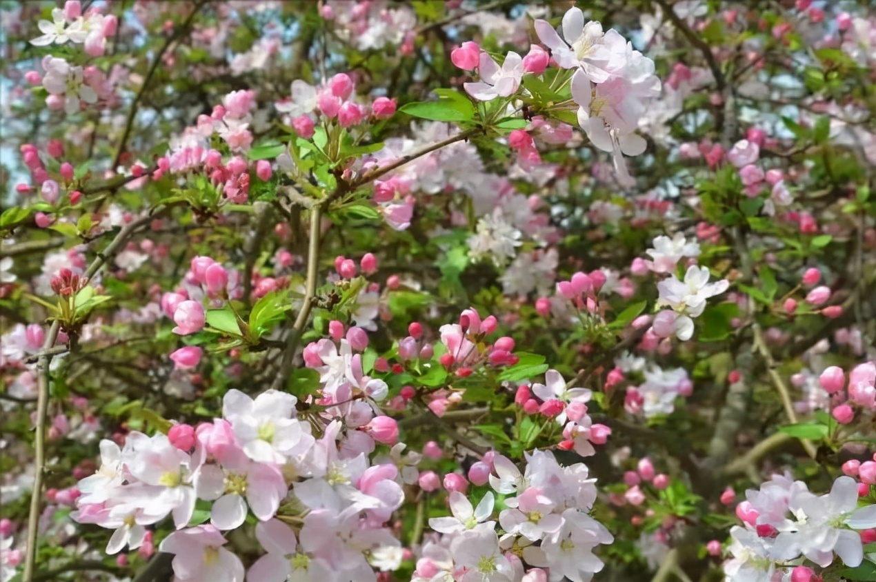 �ʺ�ͥԺ�ֵġ��Ĵ�������������������Ԣ��ã�Ԣ����Զ��ֵ��