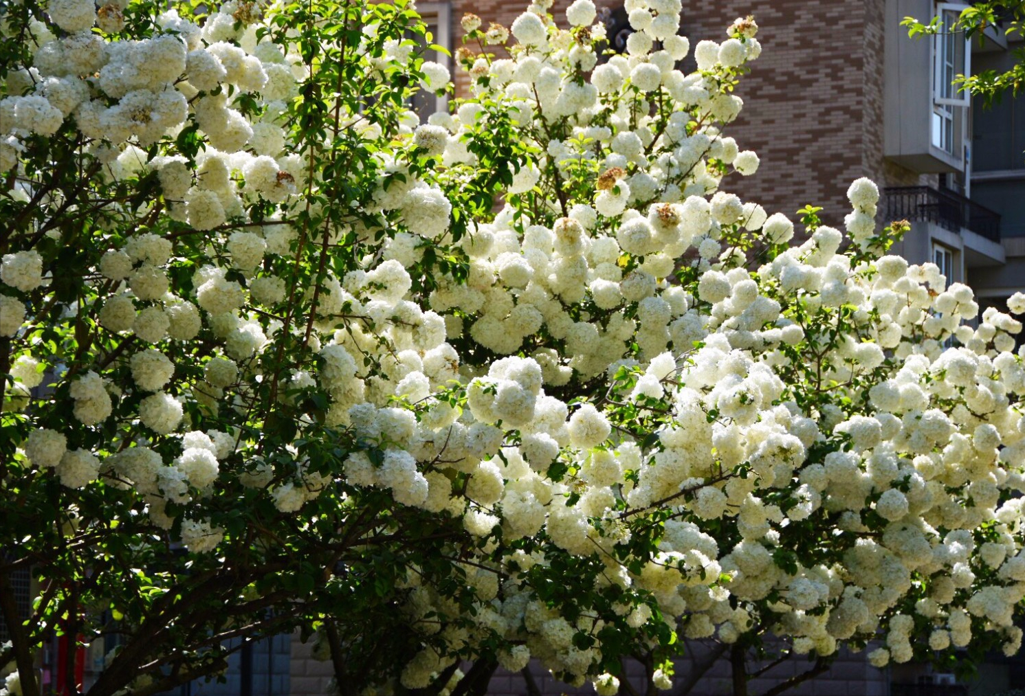 �ʺ�ͥԺ�ֵġ��Ĵ�������������������Ԣ��ã�Ԣ����Զ��ֵ��