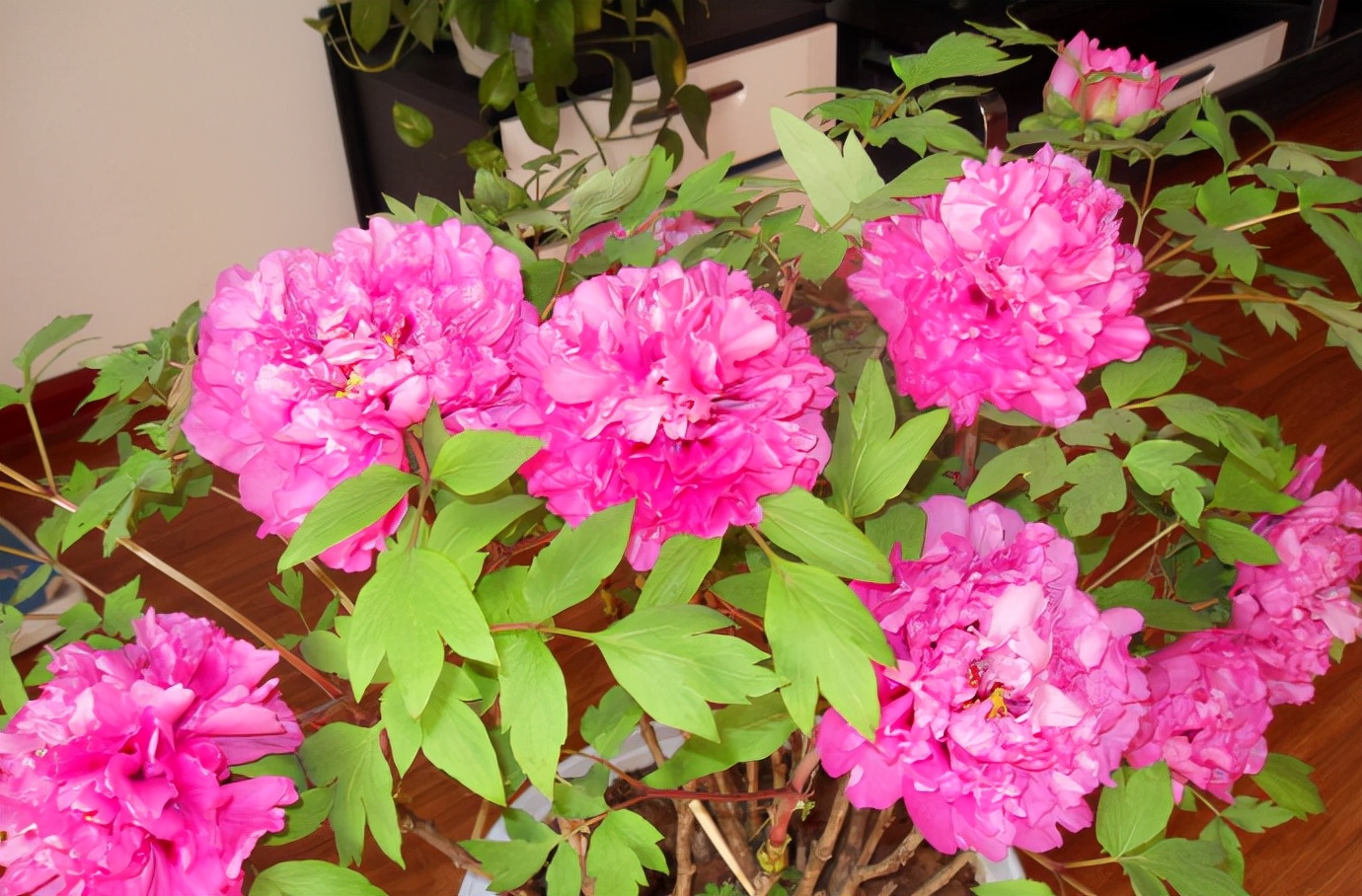 ������������11�ֻ�������Ԣ��ã�Խ��ԽֵǮ