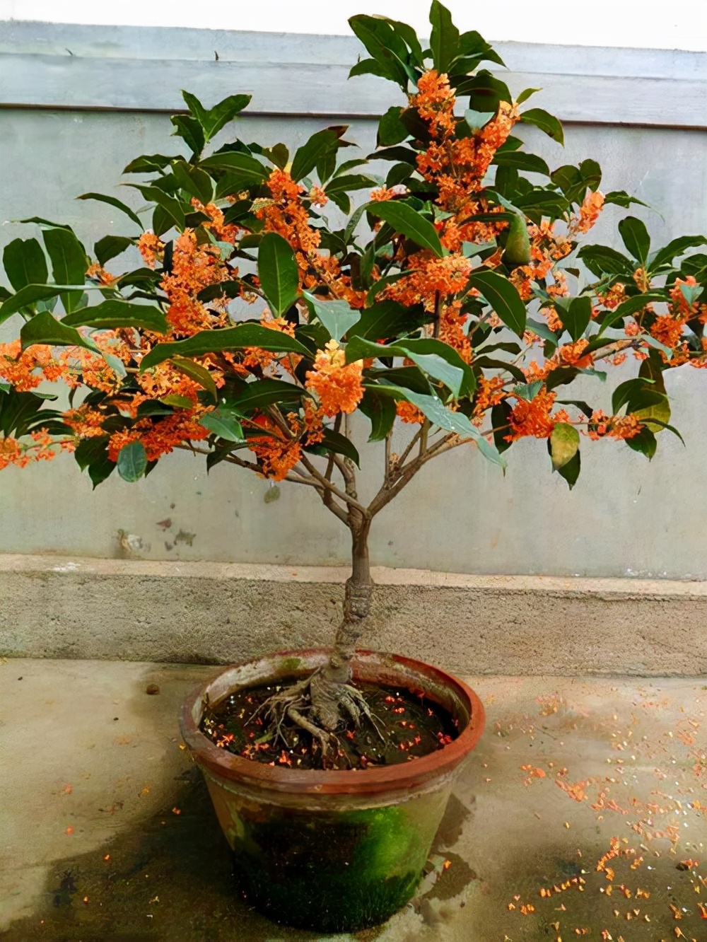 ������������11�ֻ�������Ԣ��ã�Խ��ԽֵǮ