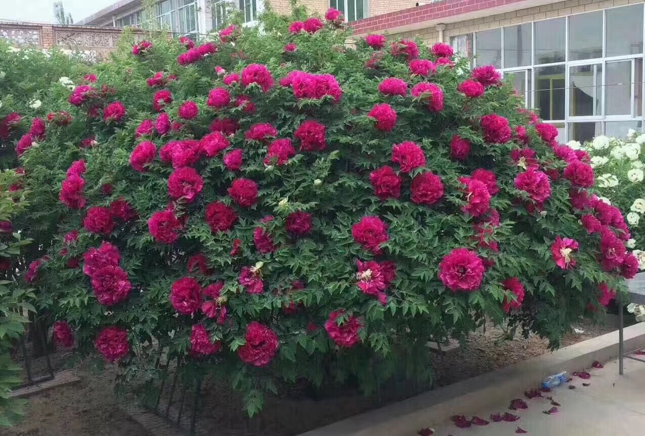 ������������11�ֻ�������Ԣ��ã�Խ��ԽֵǮ