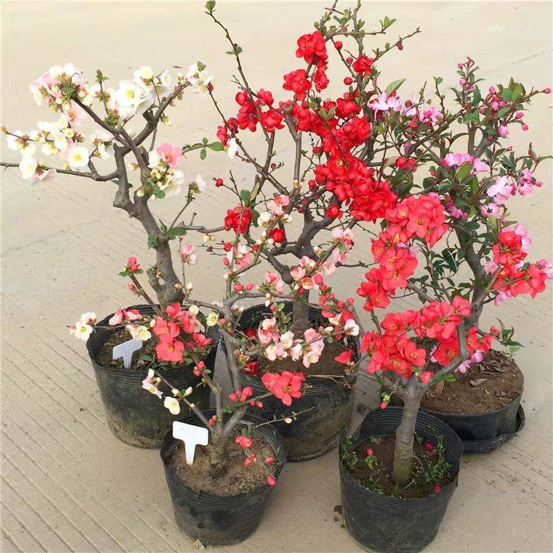 ������������11�ֻ�������Ԣ��ã�Խ��ԽֵǮ