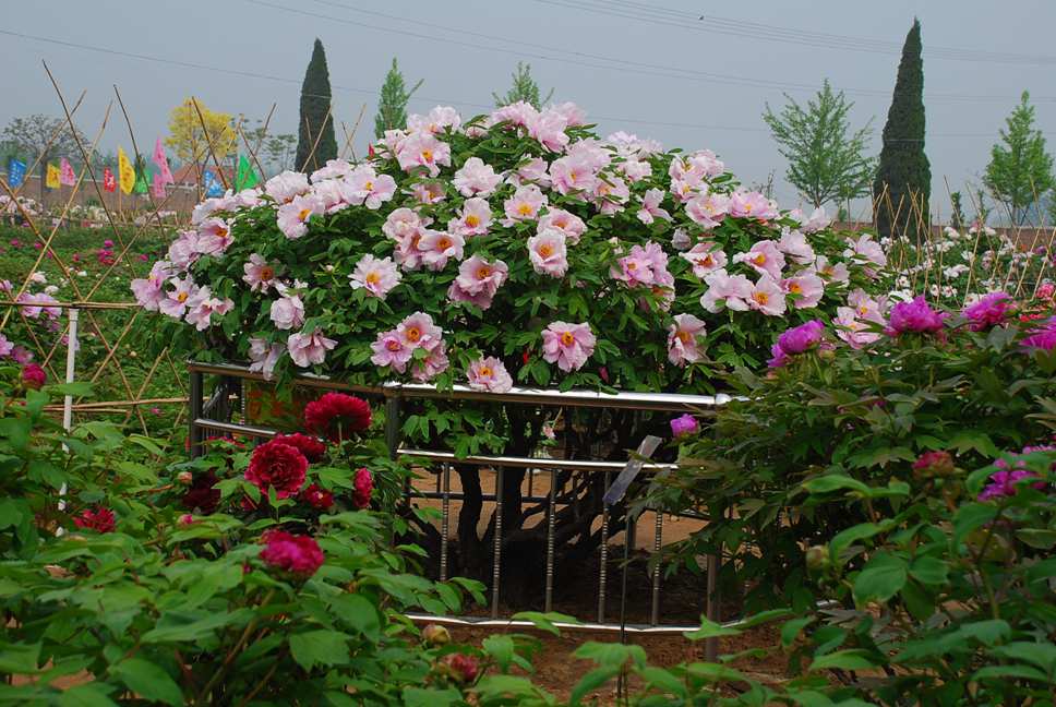 ������������11�ֻ�������Ԣ��ã�Խ��ԽֵǮ