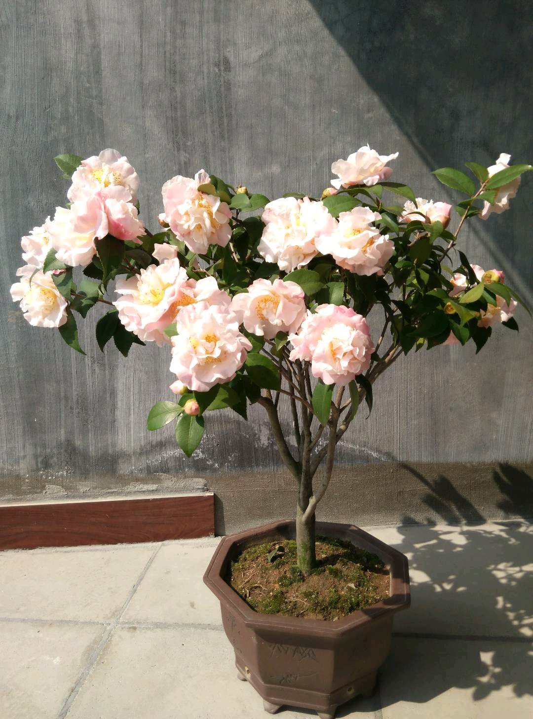 ������������11�ֻ�������Ԣ��ã�Խ��ԽֵǮ