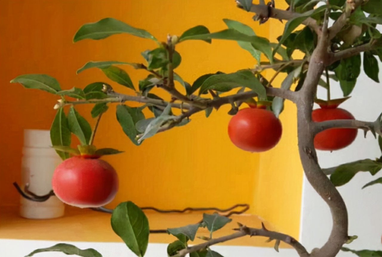 “寿命长”的11种花,好养寓意好,越养越值钱