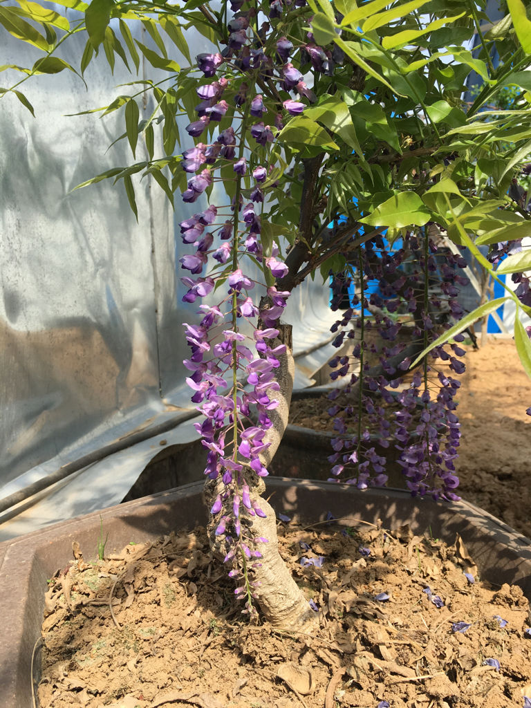 ������������11�ֻ�������Ԣ��ã�Խ��ԽֵǮ