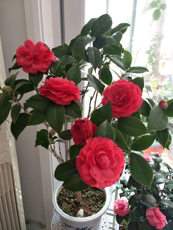 ������������11�ֻ�������Ԣ��ã�Խ��ԽֵǮ