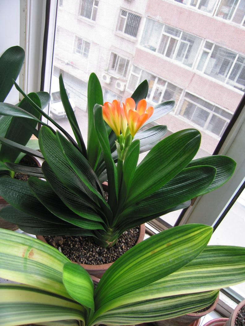 ������������11�ֻ�������Ԣ��ã�Խ��ԽֵǮ